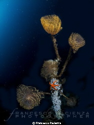 Marine life! by Francesco Pacienza 